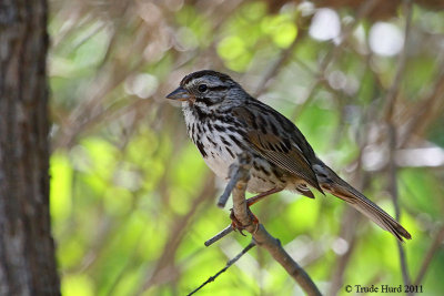 SONG SPARROW IMG_6179 r.jpg