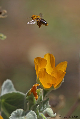 BEE ON MALLOW IMG_1281 r.jpg