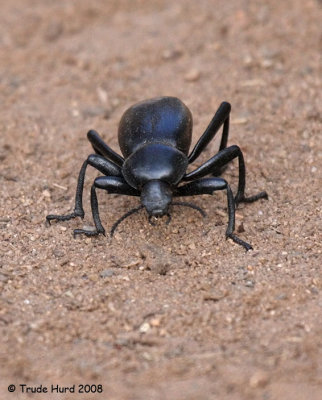 armored stink beetle IMG_1923 R.jpg