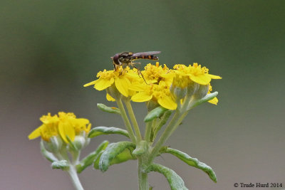 flower fly IMG_0117 r.jpg