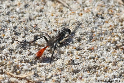 WASP BC IMG_2762 p.jpg