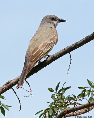 Cassin's Kingbird