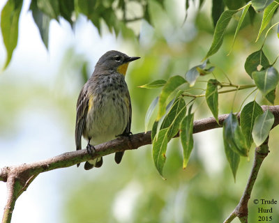 Yellow-rumped Warbler 