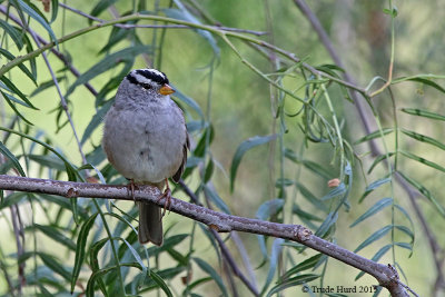 White-crowned Sparrow (migrating away soon)