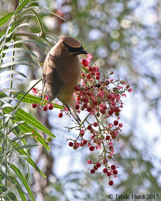 Cedar Waxwing  