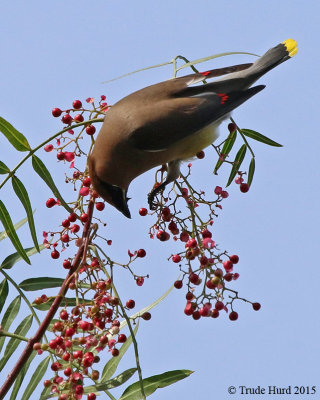 Cedar Waxwing  