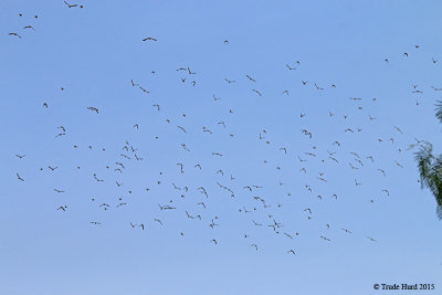 This is only part of how many Cedar Waxwings there were!