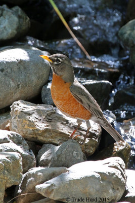 American Robin welcomes us to Tucker