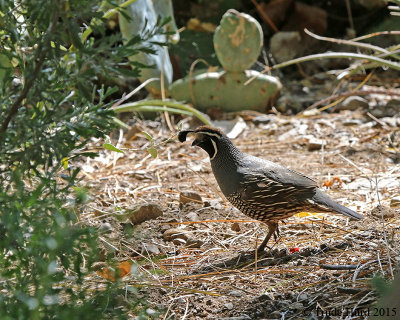 California Quail