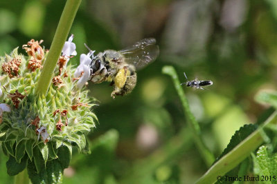 Native Bee and its Friend at a sage