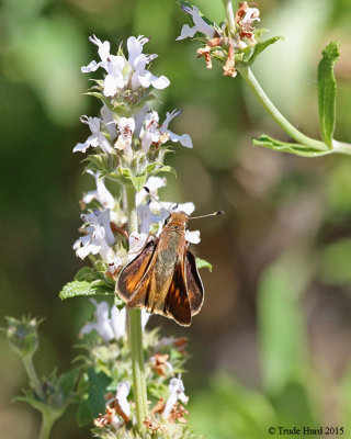 Umber Skipper sunning at sage