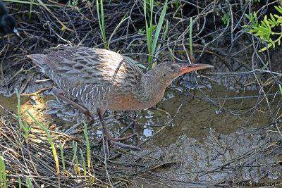 Ridgway's Rail looked at photographers before leading family under footbridge