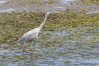 Great Blue Heron hunting