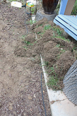 Remove by shovel the grass, roots, and plastic mesh