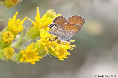 Western Pygmy Blue Butterfly (smallest in world)