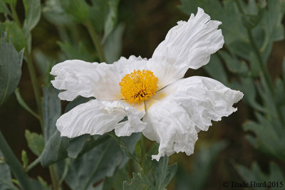Matilija Poppy flower 