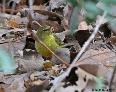Orange-crowned Warbler with insect lunch