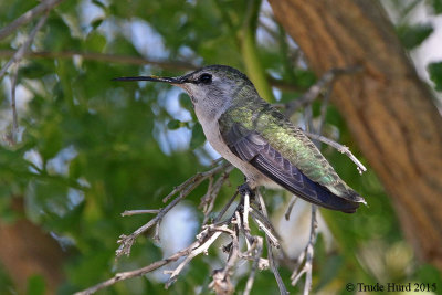 Hummingbird with pollen on beak
