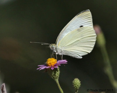 Cabbage White butterfly 