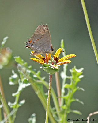 Grey Hairstreak