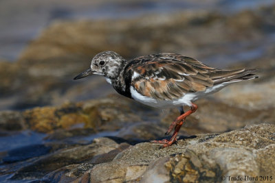 RUDDY TURNSTONE IMG_4800 p.jpg