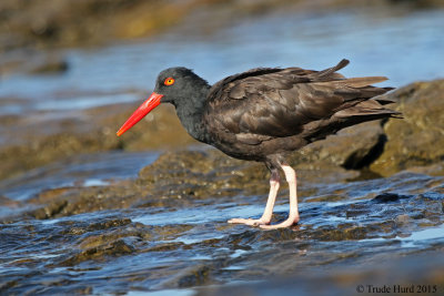 Black Oystercatchers in tidepools - what a treat