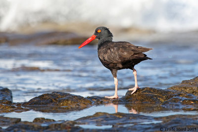 Black Oystercatcher