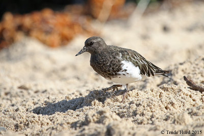 Only one Black Turnstone
