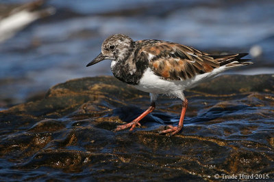 Ruddy Turnstone still shows breeding plumage