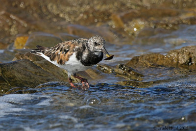 Refueling with limpet for lunch