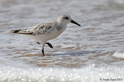 Only one Sanderling