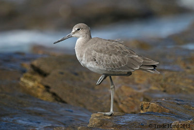 Willet resting