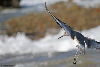 Willet flying