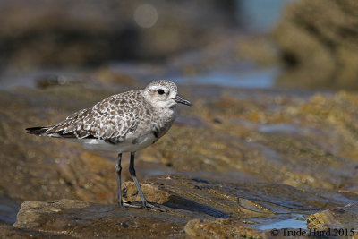 Black-bellied Plover  