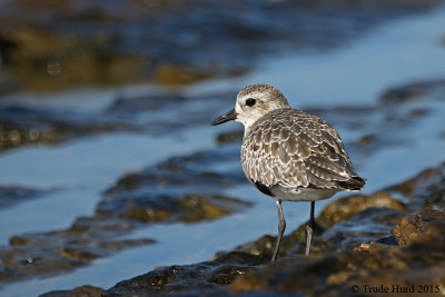 Black-bellied Plover with some black feathers remaining