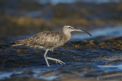 Whimbrel