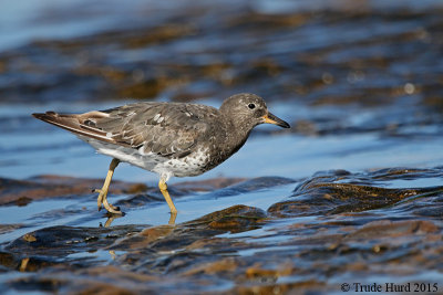 Surfbird with breeding chevrons remaining on flanks