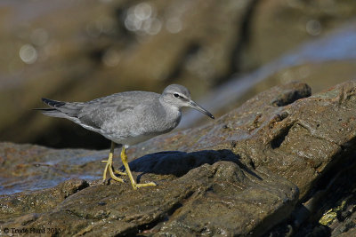 Wandering Tattler was another treat