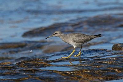 Wandering Tattler