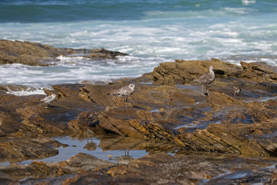 How many shorebirds do you see?