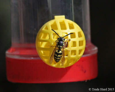 Wasp at hummingbird feeder 