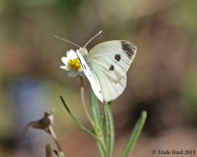 Cabbage White butterfly, female 