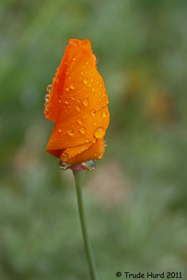 California Poppy after a rain in my backyard