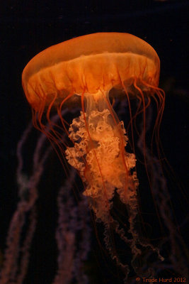 Jellyfish at Aquarium of the Pacific, Long Beach, CA