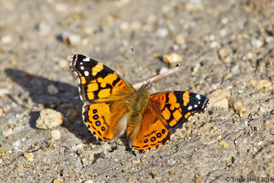 West Coast Lady at San Joaquin Wildlife Sanctuary, CA