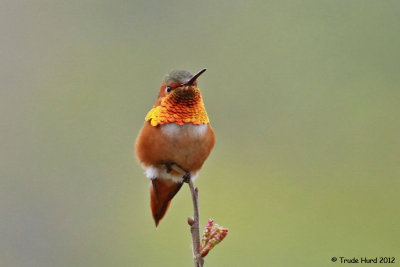 Allen's Hummingbird