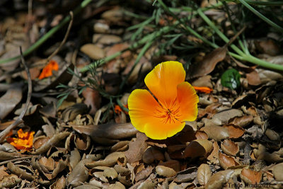 California Poppy at Shipley Nature Center, Huntington Beach, CA