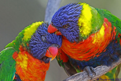 Lorikeets at Aquarium of the Pacific, Long Beach, CA