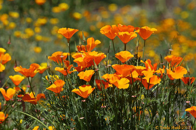 California Poppies at Shipley Nature Center, Huntington Beach, CA