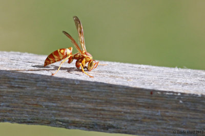 Paper Wasp in backyard